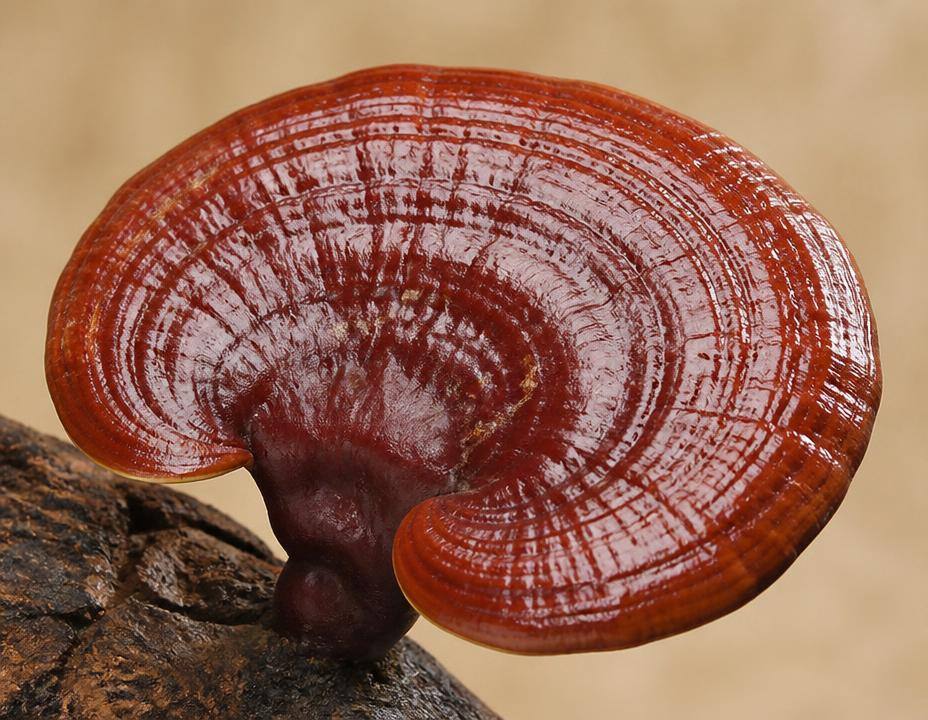 Reishi rojizo y brillante en forma de abanico
